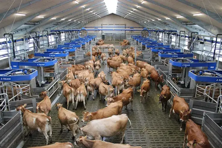 Dój Grupowy DeLaval VMS™